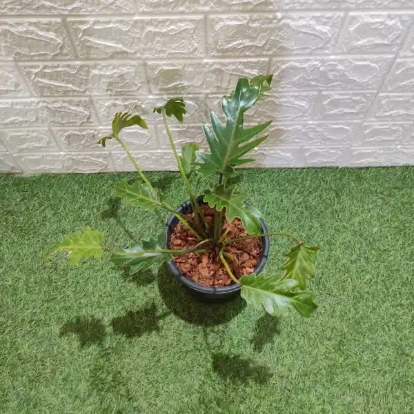 Philodendron Xanadu (Thaumatophyllum Xanadu) Green - Image 5