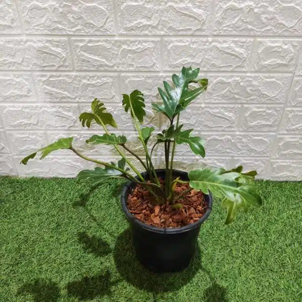 Philodendron Xanadu (Thaumatophyllum Xanadu) Green - Image 2