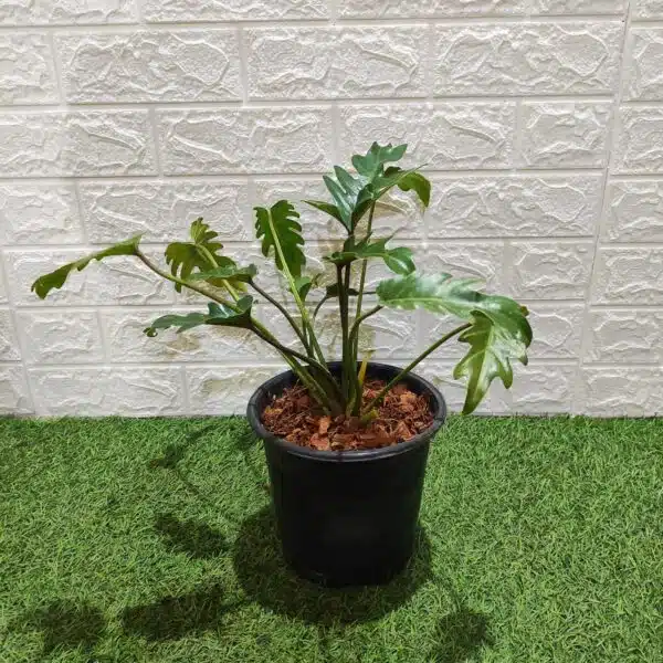 Philodendron Xanadu (Thaumatophyllum Xanadu) Green - Image 3