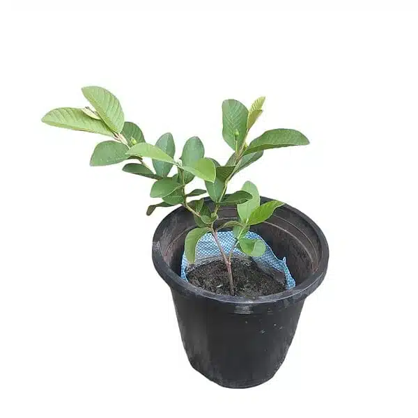 Taiwan Pink Guava - Image 4