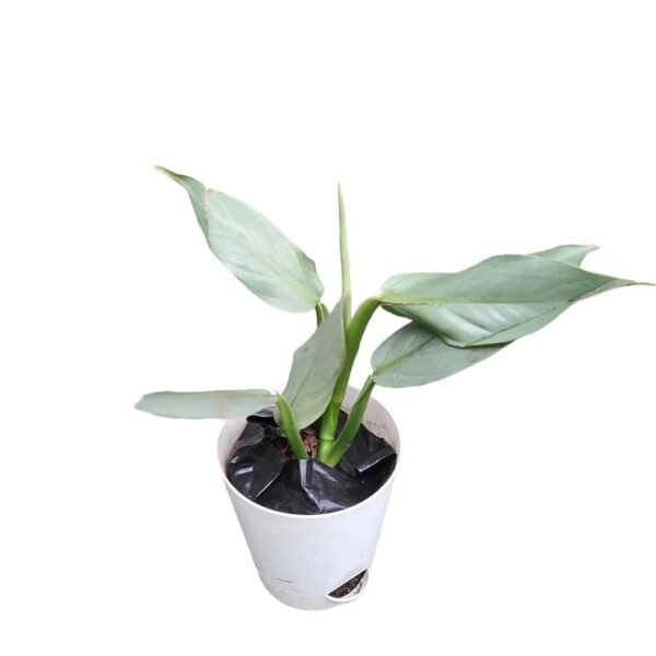 Silver Sword Philodendron hastatum (Silver queen) - Image 3