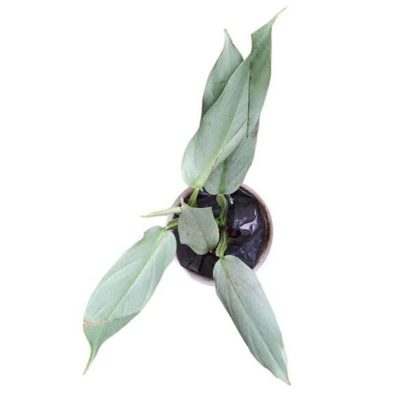 Silver Sword Philodendron hastatum (Silver queen) - Image 2
