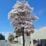 Tabebuia Pallida (Cuban Pink Trumpet Tree, Whitewood, White Cedar, Pale Tecoma)