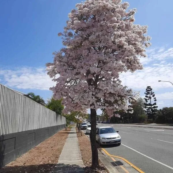 Tabebuia Pallida (Cuban Pink Trumpet Tree, Whitewood, White Cedar, Pale Tecoma) - Image 9