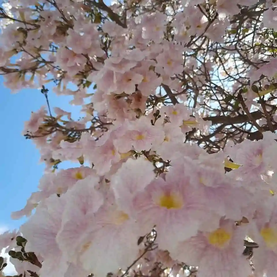 Tabebuia Pallida (Cuban Pink Trumpet Tree, Whitewood, White Cedar, Pale Tecoma) - Image 8