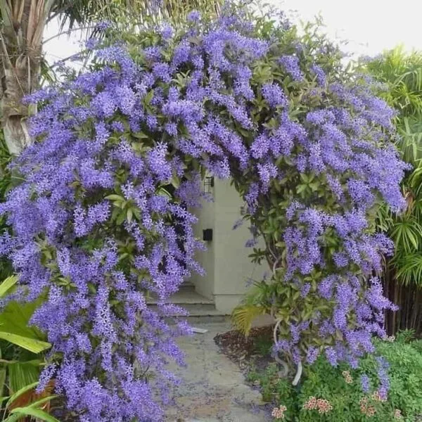 Petrea Volubilis (Purple wreath/Queen's wreath/Sandpaper vine) - Image 2