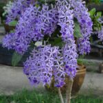 Petrea Volubilis (Purple wreath/Queen's wreath/Sandpaper vine)