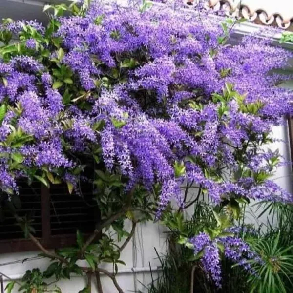 Petrea Volubilis (Purple wreath/Queen's wreath/Sandpaper vine) - Image 3