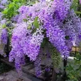 Petrea Volubilis (Purple wreath/Queen's wreath/Sandpaper vine) - Image 5