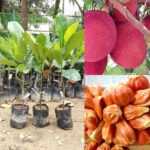 Thai pink jackfruit- Grafte Plants