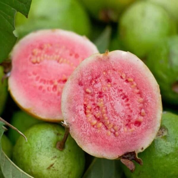 Taiwan Pink Guava - Image 5
