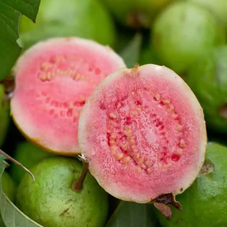 Taiwan Pink Guava - Image 5