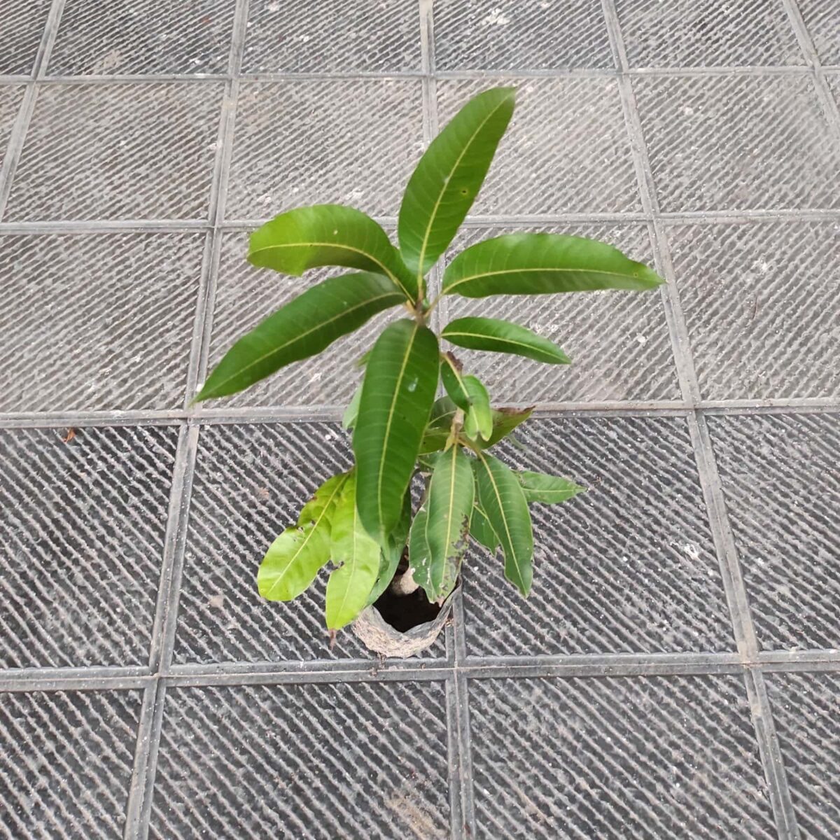 Red Palmer Mango Grafted Plant - Image 4