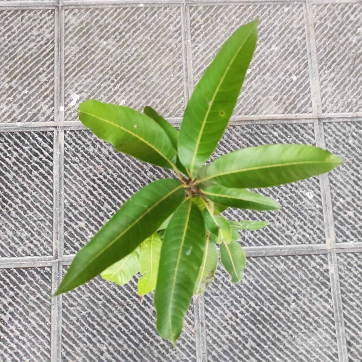 Red Palmer Mango Grafted Plant - Image 5