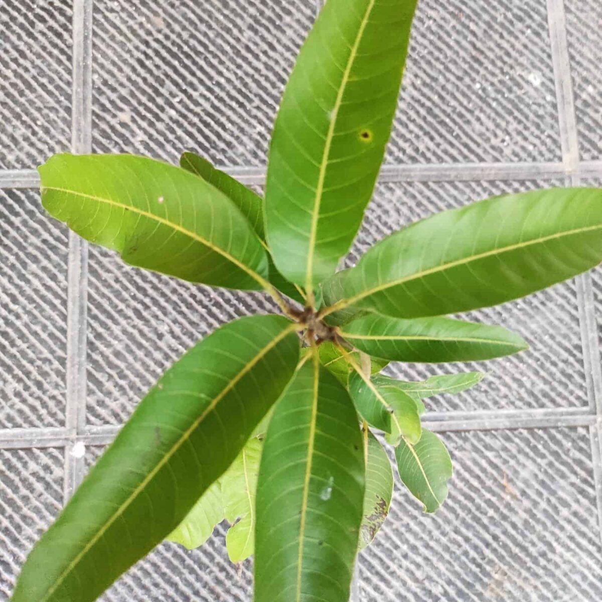 Red Palmer Mango Grafted Plant - Image 6