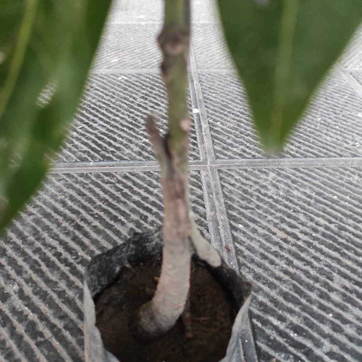 Red Palmer Mango Grafted Plant - Image 7
