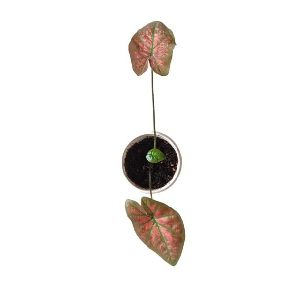 Caladium red sun/festivia - Image 3