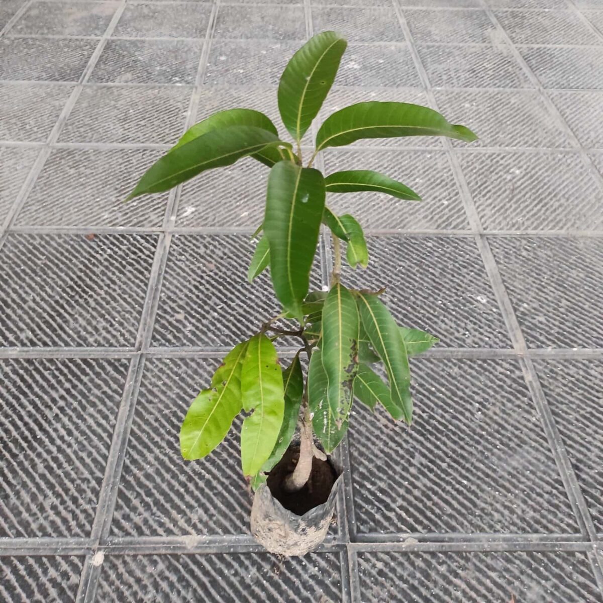 Red Palmer Mango Grafted Plant - Image 3