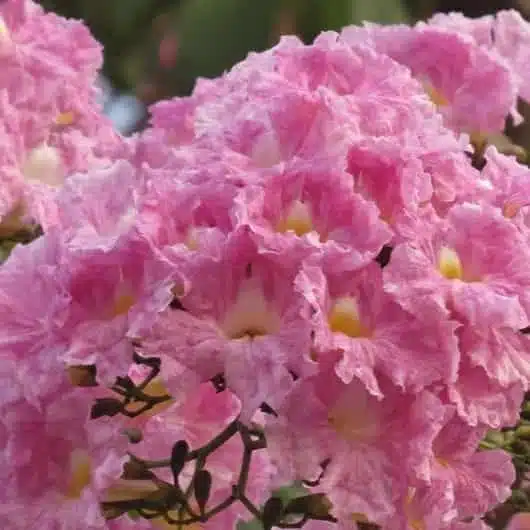 Tabebuia Rosea (Pink poui/Rosy trumpet) tree Pink - Image 7