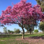 Tabebuia Rosea (Pink poui/Rosy trumpet) tree Pink