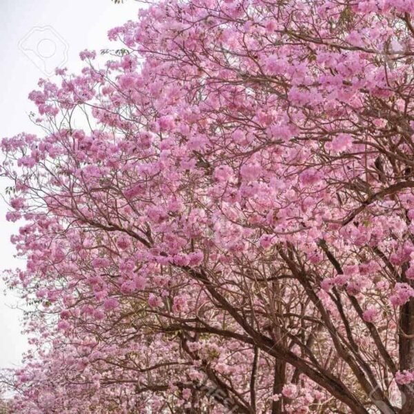 Tabebuia Rosea (Pink poui/Rosy trumpet) tree Pink - Image 9