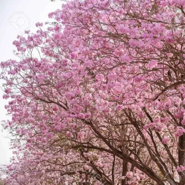 Tabebuia Rosea (Pink poui/Rosy trumpet) tree Pink - Image 9