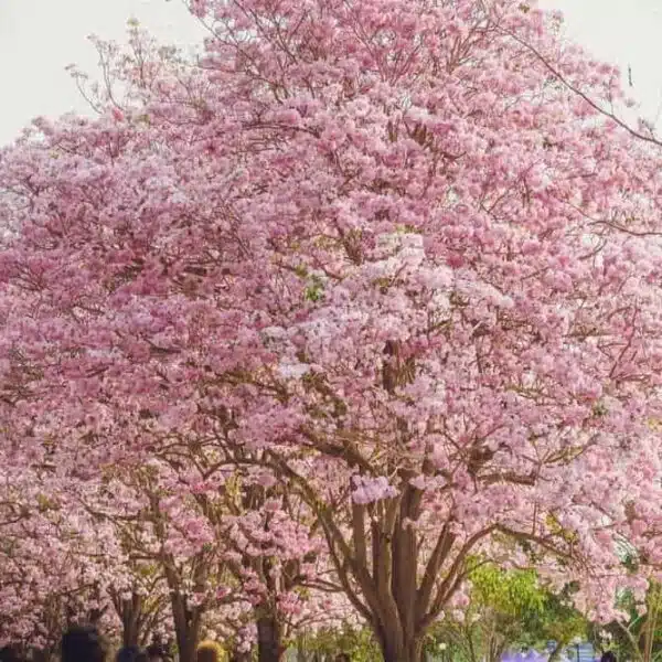 Tabebuia Rosea (Pink poui/Rosy trumpet) tree Pink - Image 8