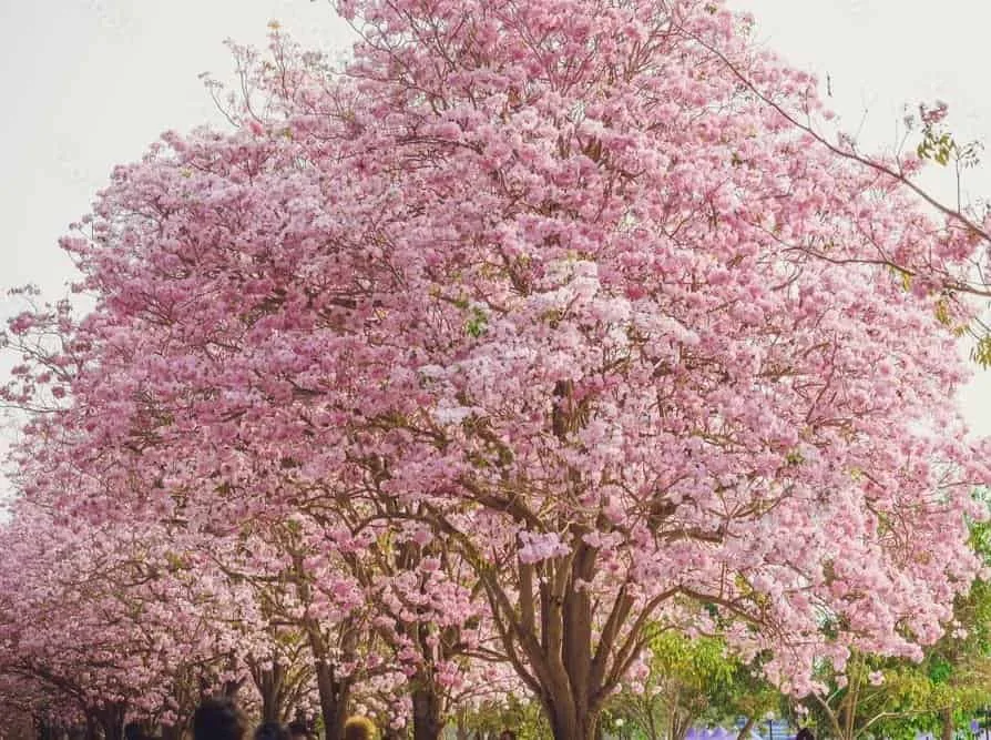 Tabebuia Rosea (Pink poui/Rosy trumpet) tree Pink - Image 8