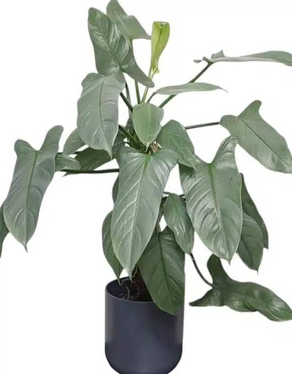 Silver Sword Philodendron hastatum (Silver queen) - Image 12