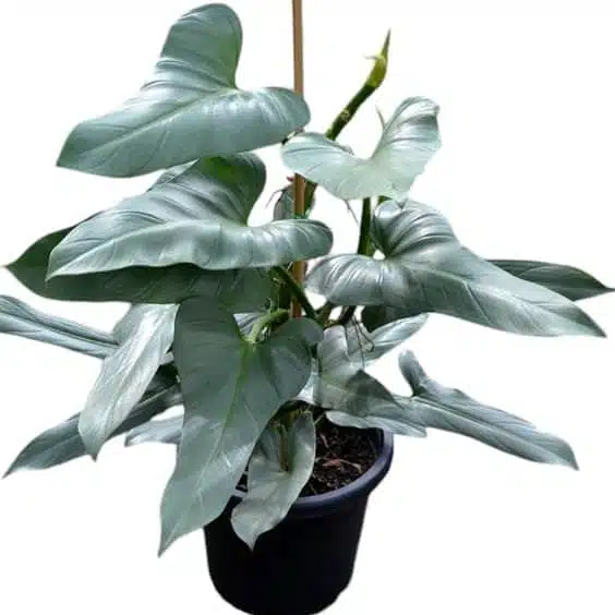 Silver Sword Philodendron hastatum (Silver queen) - Image 11