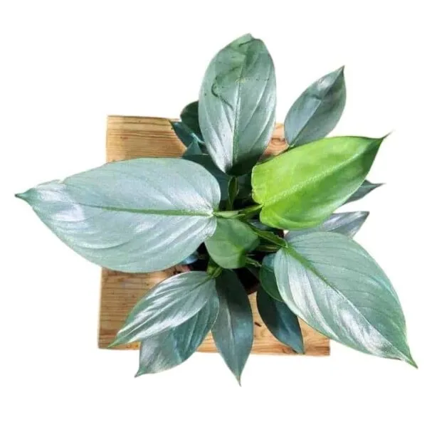 Silver Sword Philodendron hastatum (Silver queen) - Image 10