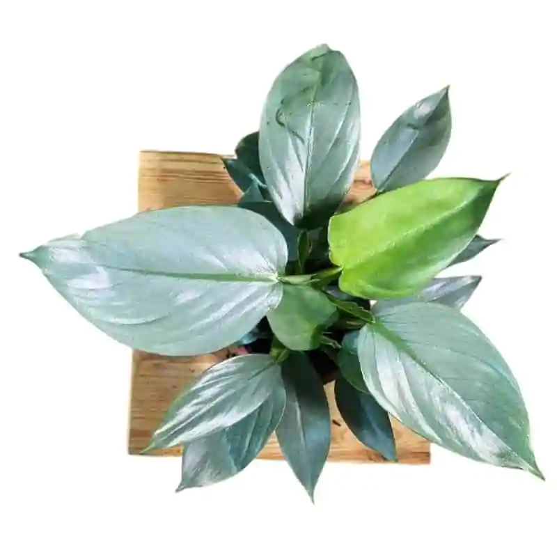 Silver Sword Philodendron hastatum (Silver queen) - Image 10