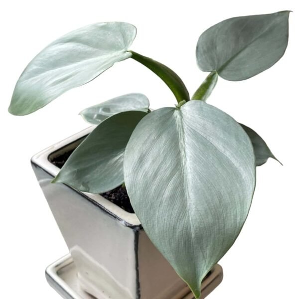 Silver Sword Philodendron hastatum (Silver queen) - Image 9