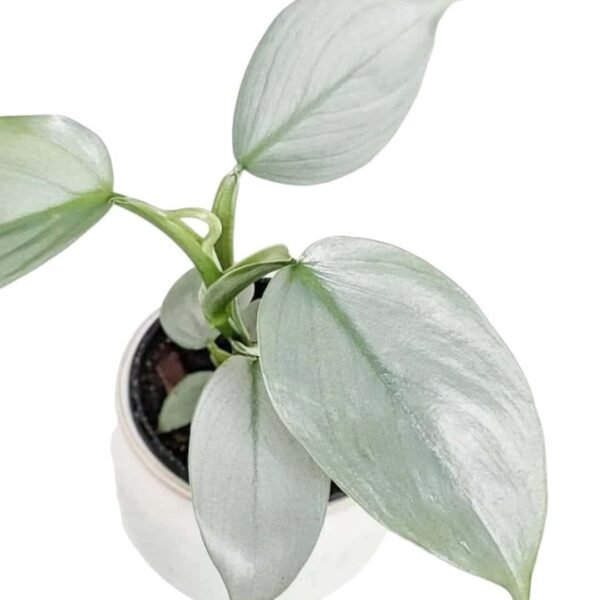 Silver Sword Philodendron hastatum (Silver queen) - Image 8