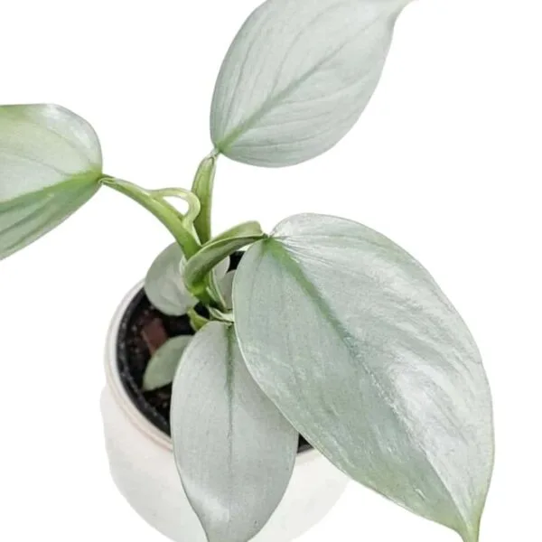 Silver Sword Philodendron hastatum (Silver queen) - Image 8