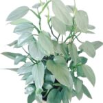 Silver Sword Philodendron hastatum (Silver queen)