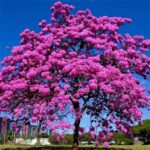 Tabebuia Avellanedae (Pink ipe/Pink lapacho/Pink trumpet tree)