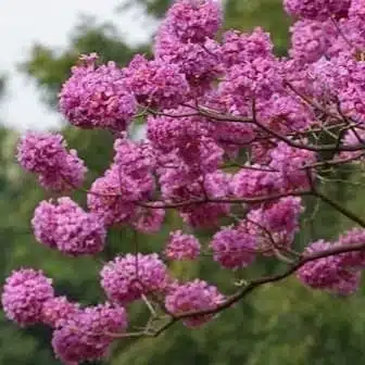 Tabebuia Avellanedae (Pink ipe/Pink lapacho/Pink trumpet tree) - Image 5