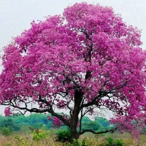 Tabebuia Avellanedae (Pink ipe/Pink lapacho/Pink trumpet tree) - Image 6