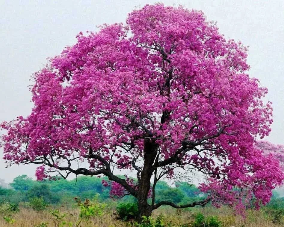 Tabebuia Avellanedae (Pink ipe/Pink lapacho/Pink trumpet tree) - Image 6