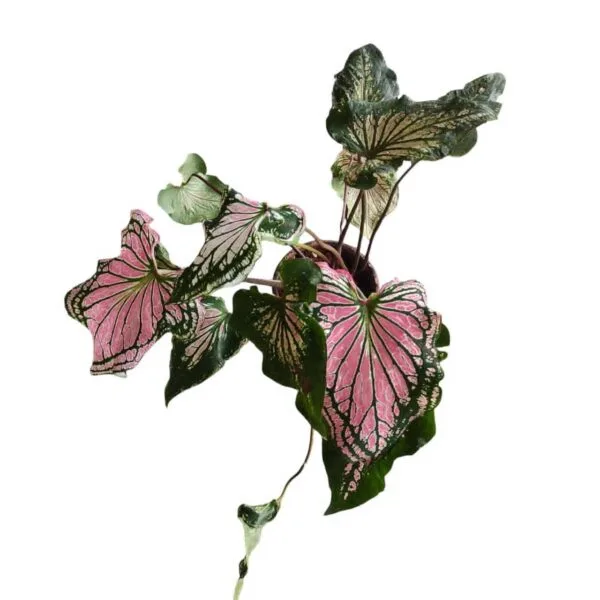 Caladium Thai Beauty