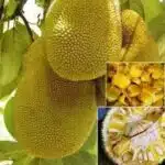 Yellow jackfruit- Grafted Plants
