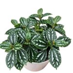 Aluminum Plant (Pilea Cadierei/ Pilea Watermelon)