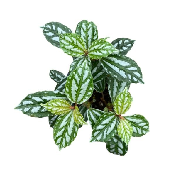 Aluminum Plant (Pilea Cadierei/ Pilea Watermelon) - Image 7