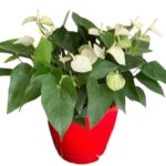 Anthurium andraeanum White Miniture