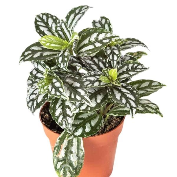 Aluminum Plant (Pilea Cadierei/ Pilea Watermelon) - Image 6