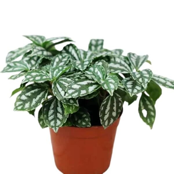 Aluminum Plant (Pilea Cadierei/ Pilea Watermelon) - Image 4