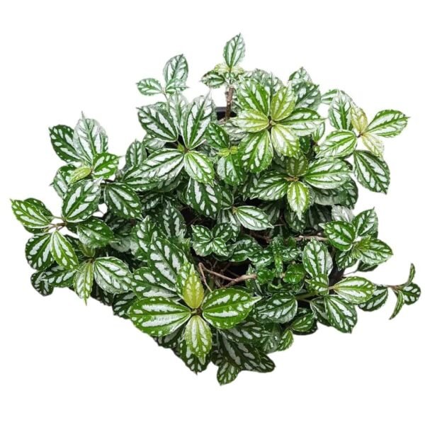 Aluminum Plant (Pilea Cadierei/ Pilea Watermelon) - Image 3