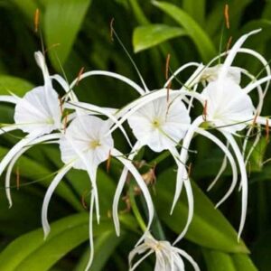 Beach Spider Lily (Hymenocallis Littoralis)