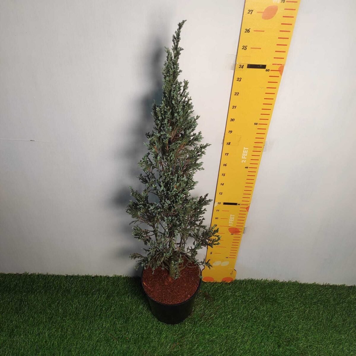 Juniperus scopulorum 'Blue Arrow' Pencil Pine - Image 16